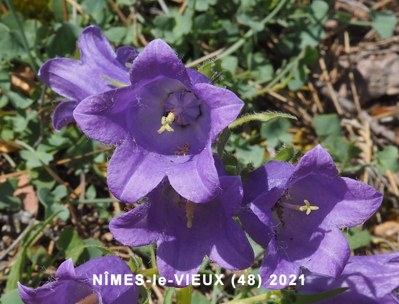 Bellflower, Pyrenean flower